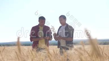 团队合作智能农业。 两个农民在一个麦田里工作。 农民探索正在研究。 数字平板小麦男子